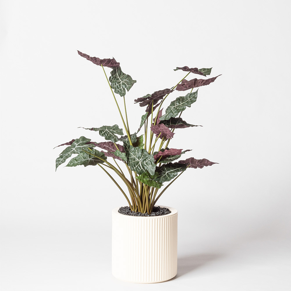 Alocasia - Blanc