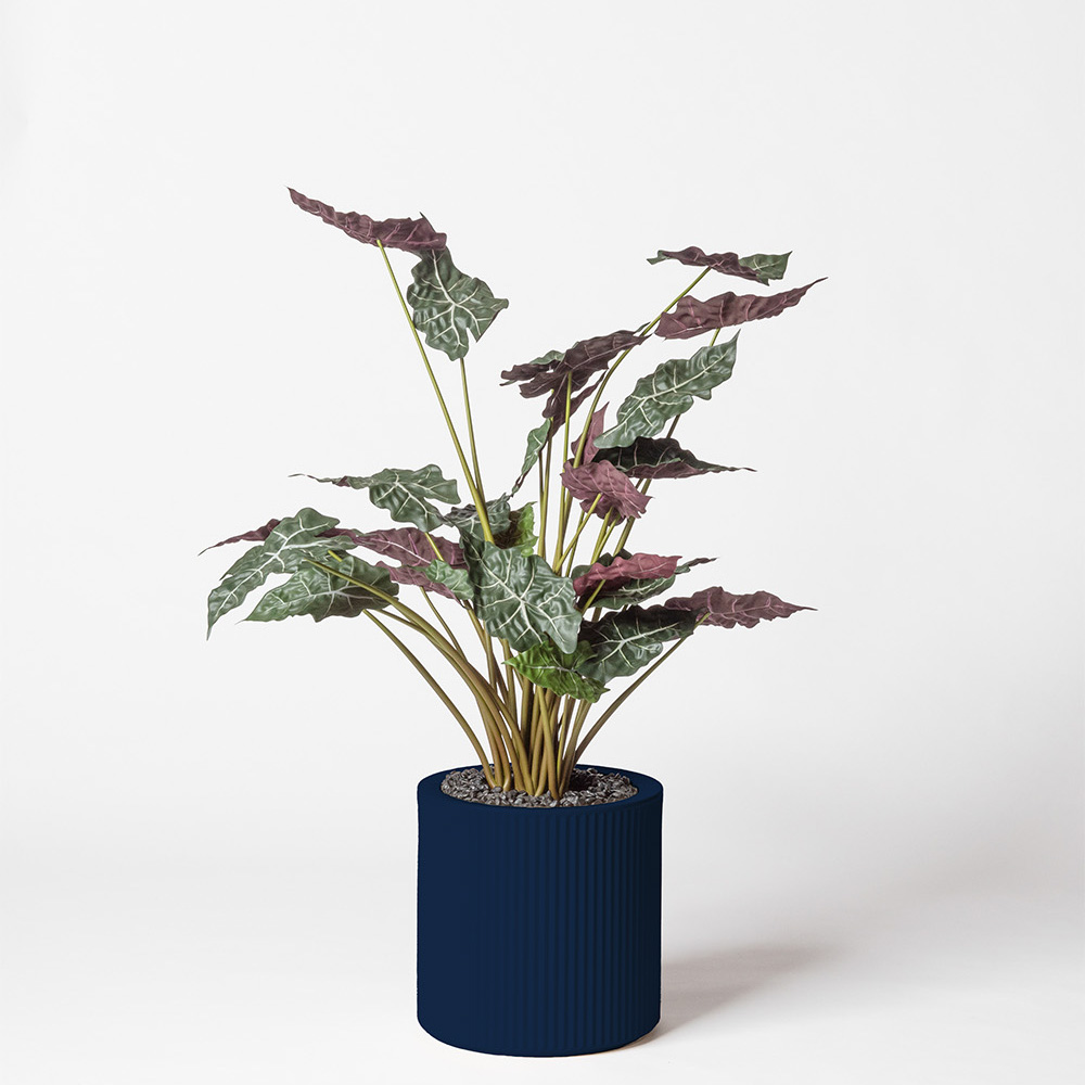 Alocasia - Bleu