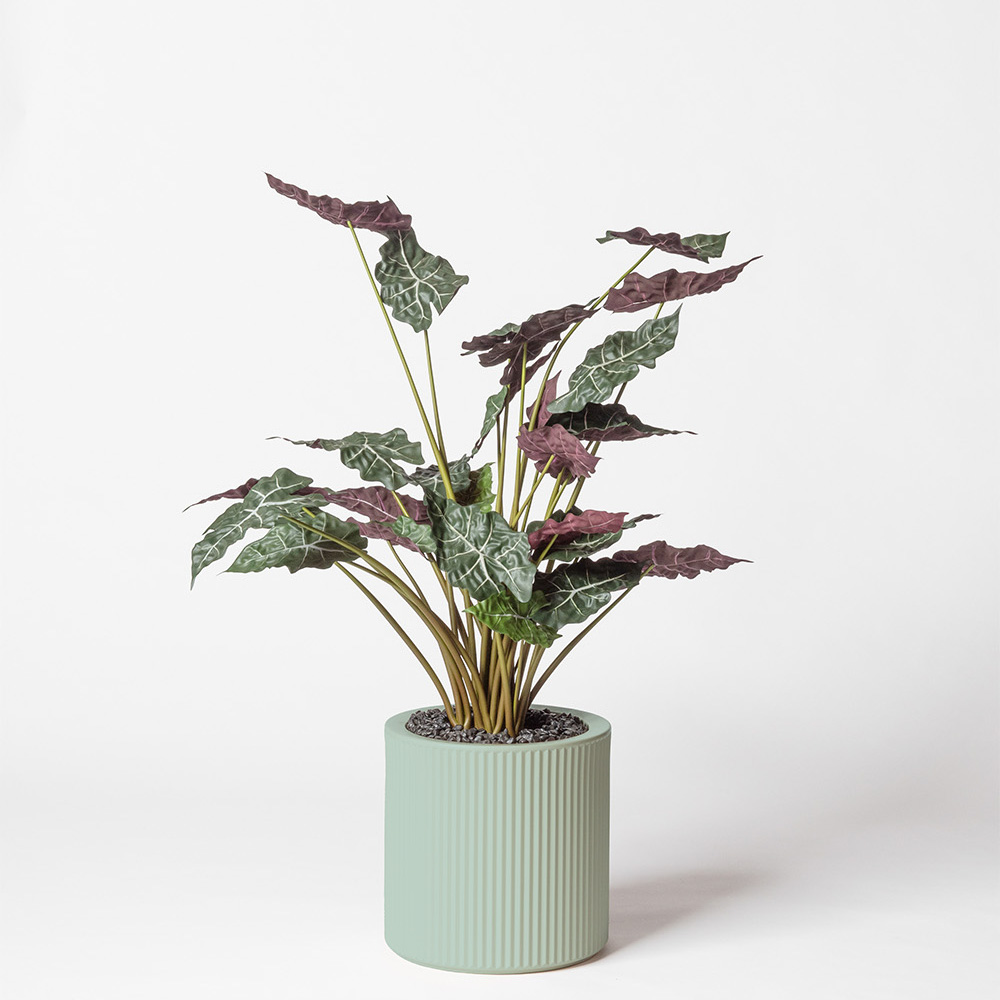 Alocasia - Turquoise