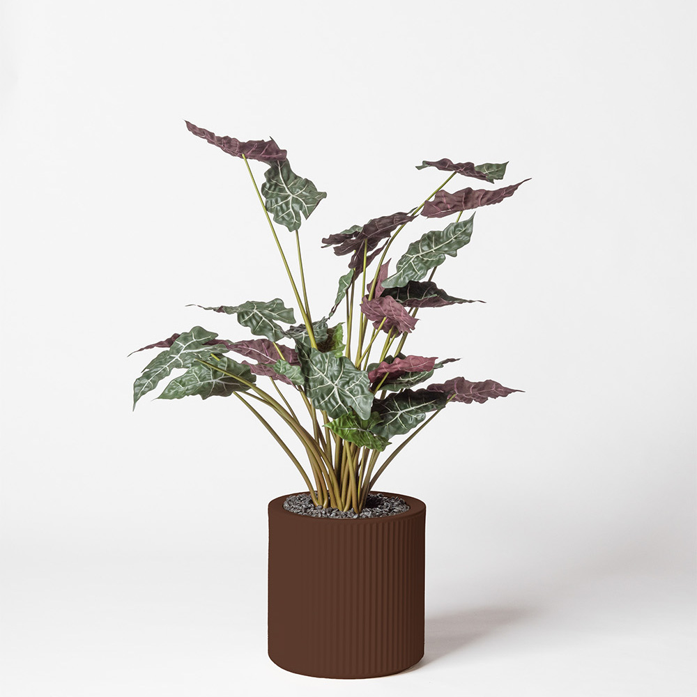Alocasia - Marron