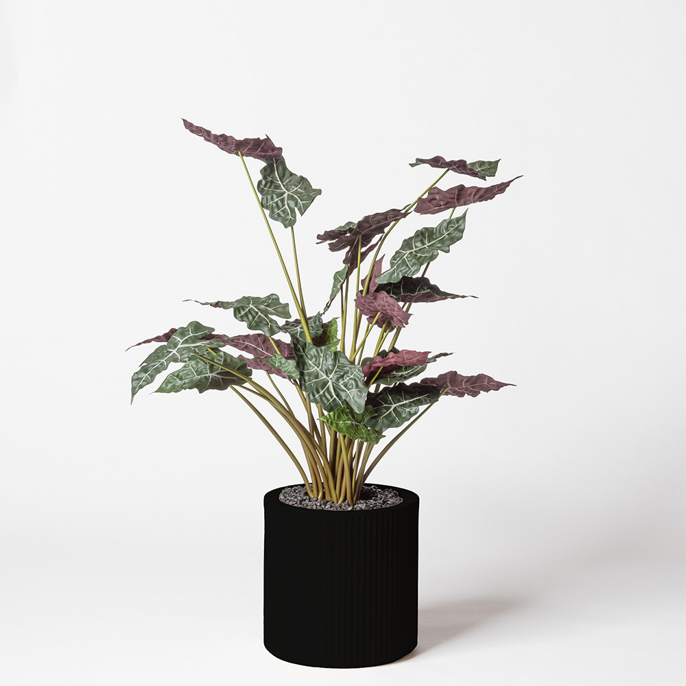 Alocasia - Noir