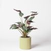 Alocasia