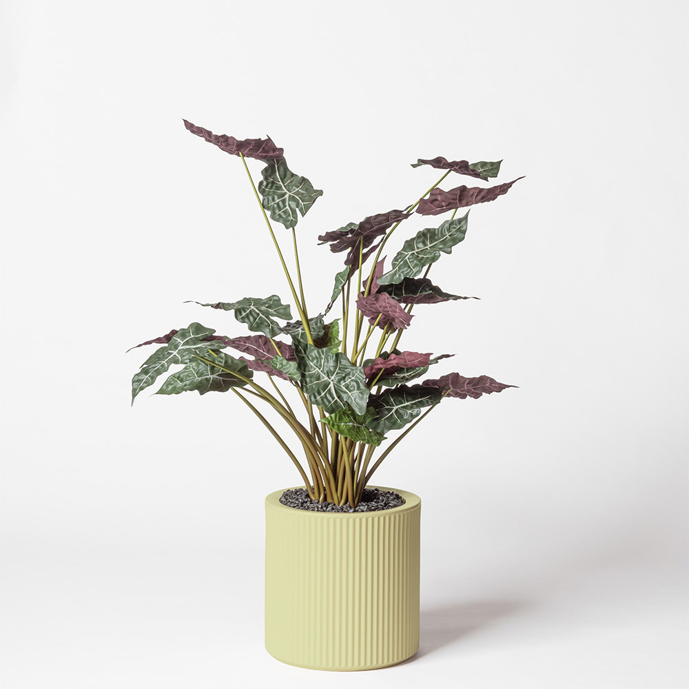 Alocasia - Pistache