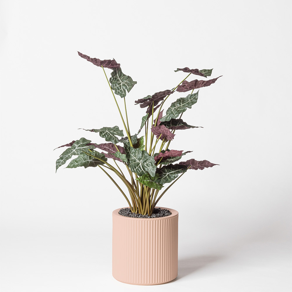 Alocasia - Rose