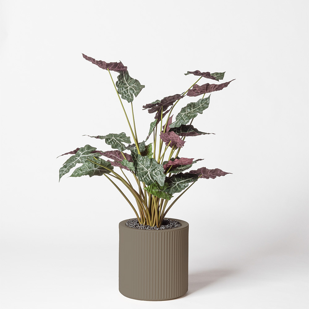 Alocasia - Tortora