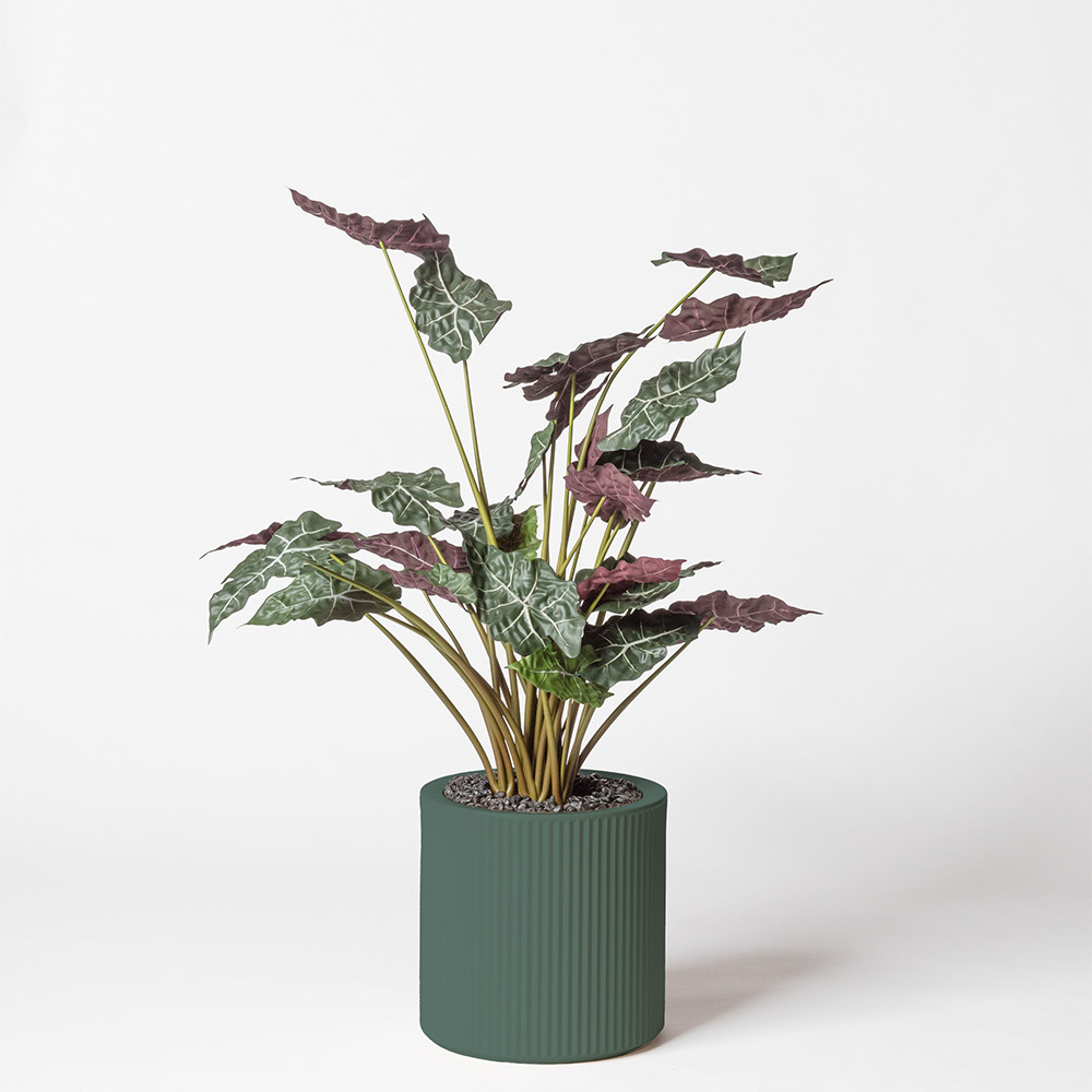 Alocasia - Vert