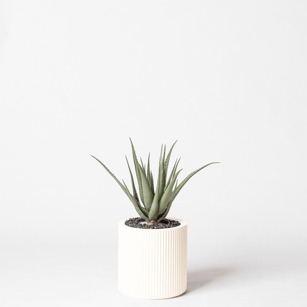 Aloe vera - Blanc