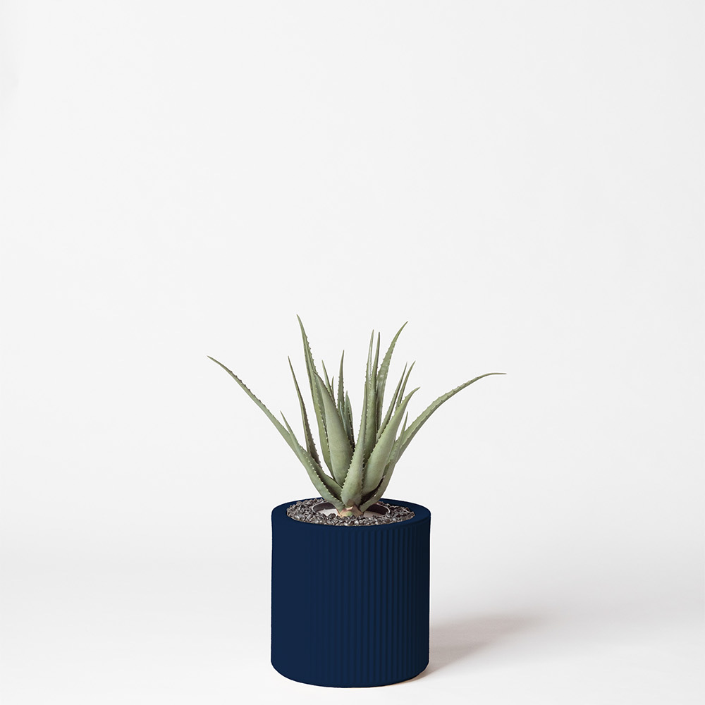 Aloe vera - Bleu