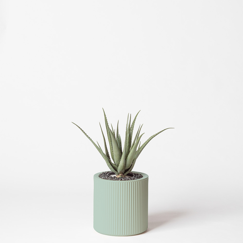 Aloe vera - Turquoise