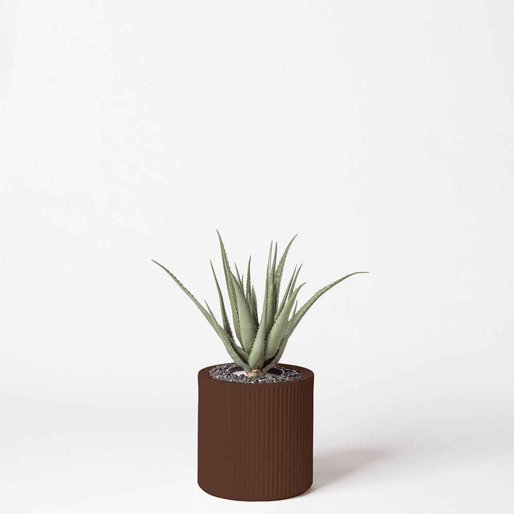 Aloe vera - Marron
