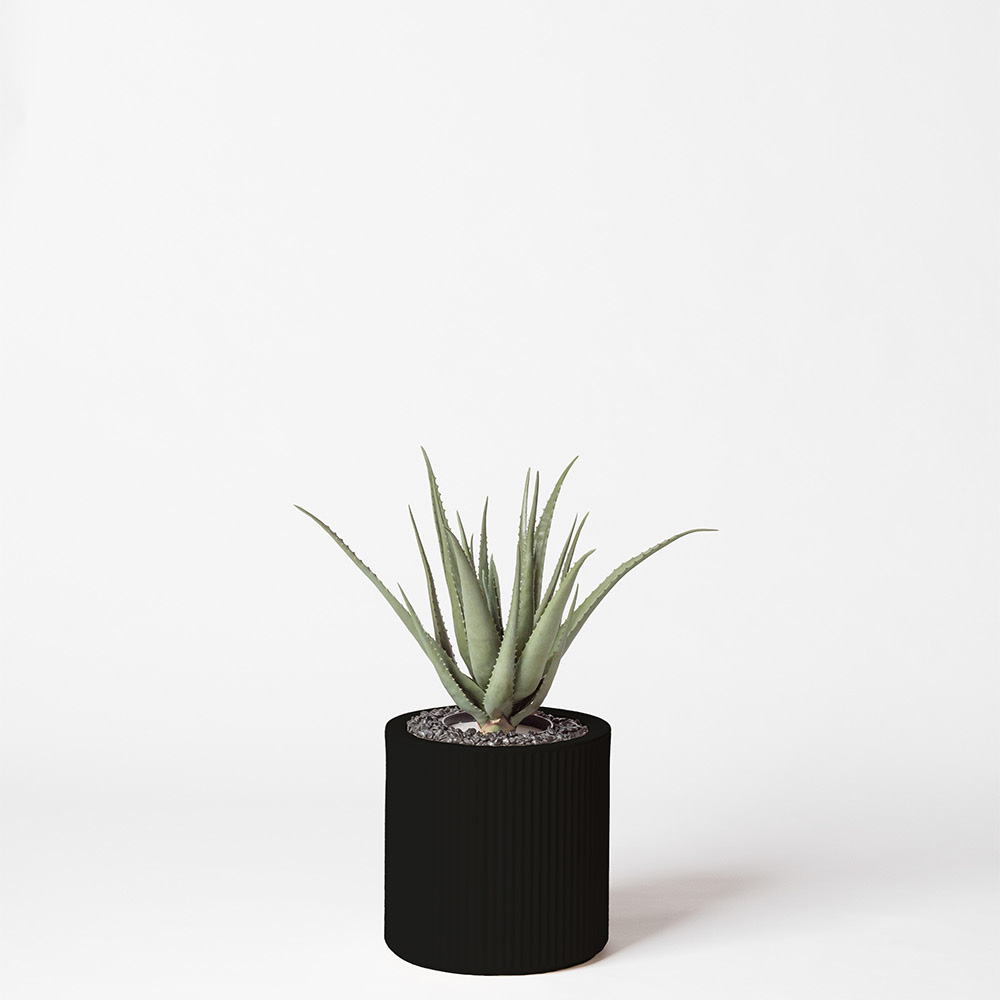 Aloe vera - Noir