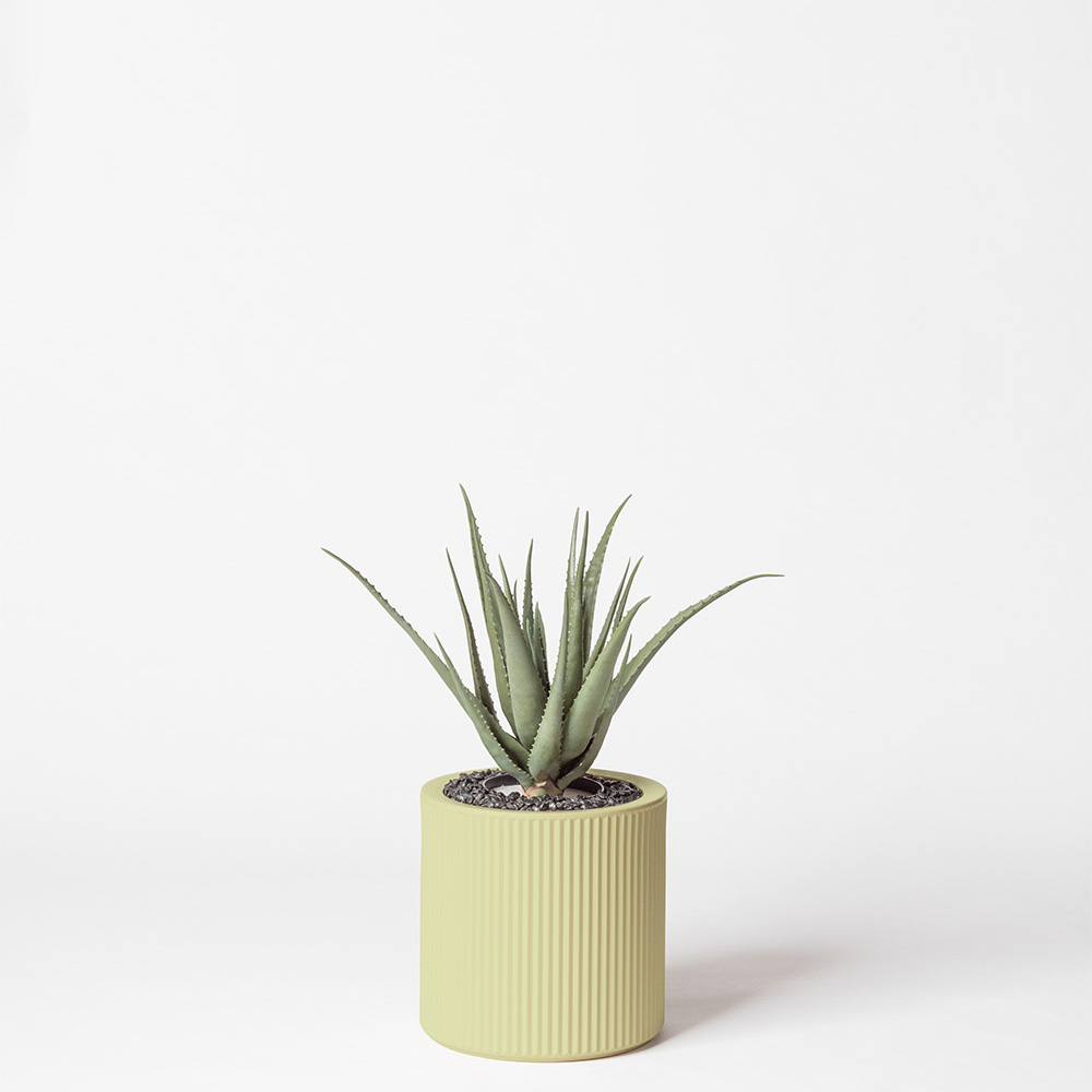 Aloe vera - Pistache