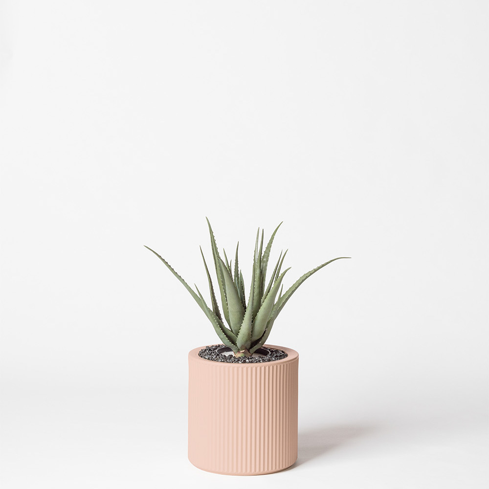 Aloe vera - Rose