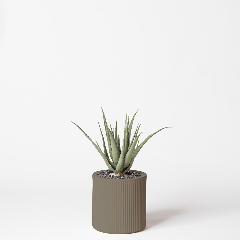 Aloe vera - Tortora