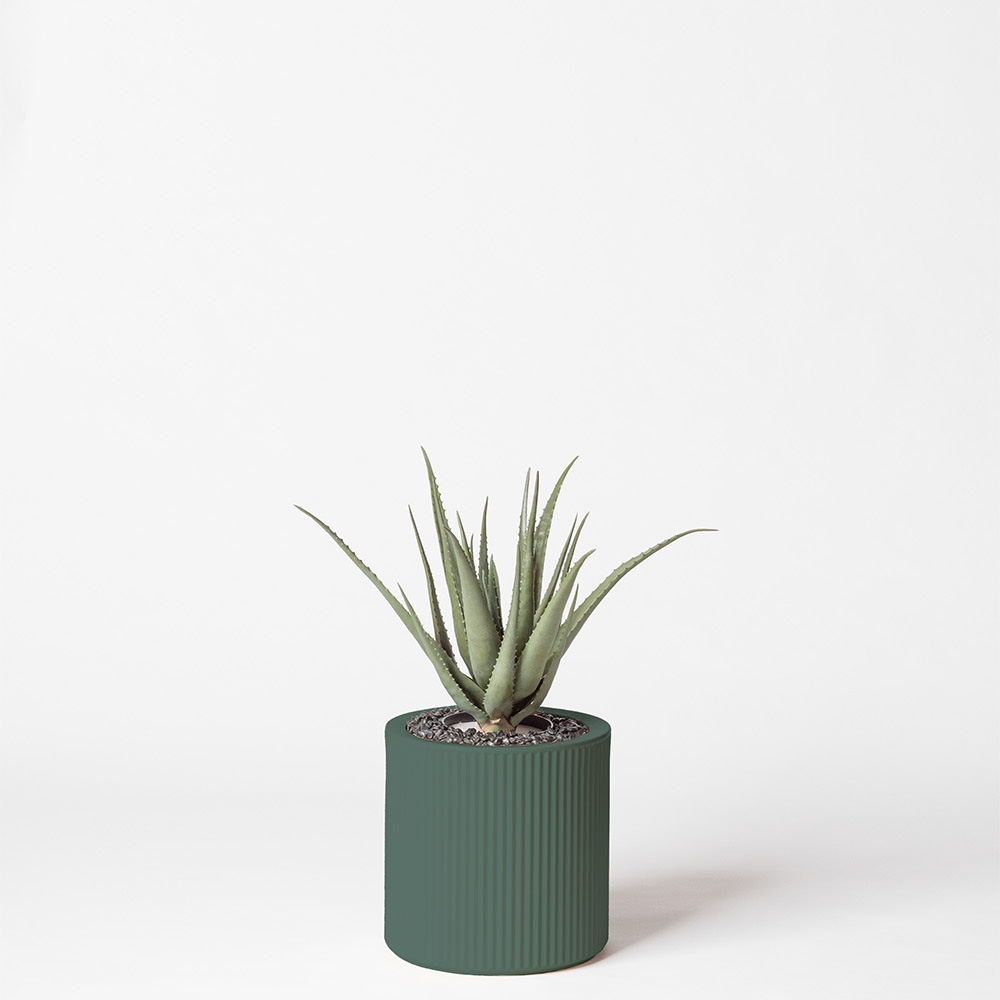 Aloe vera - Vert