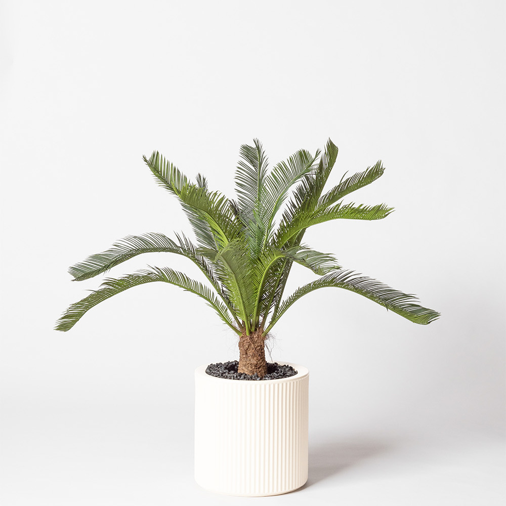 Cycas géant - Blanc