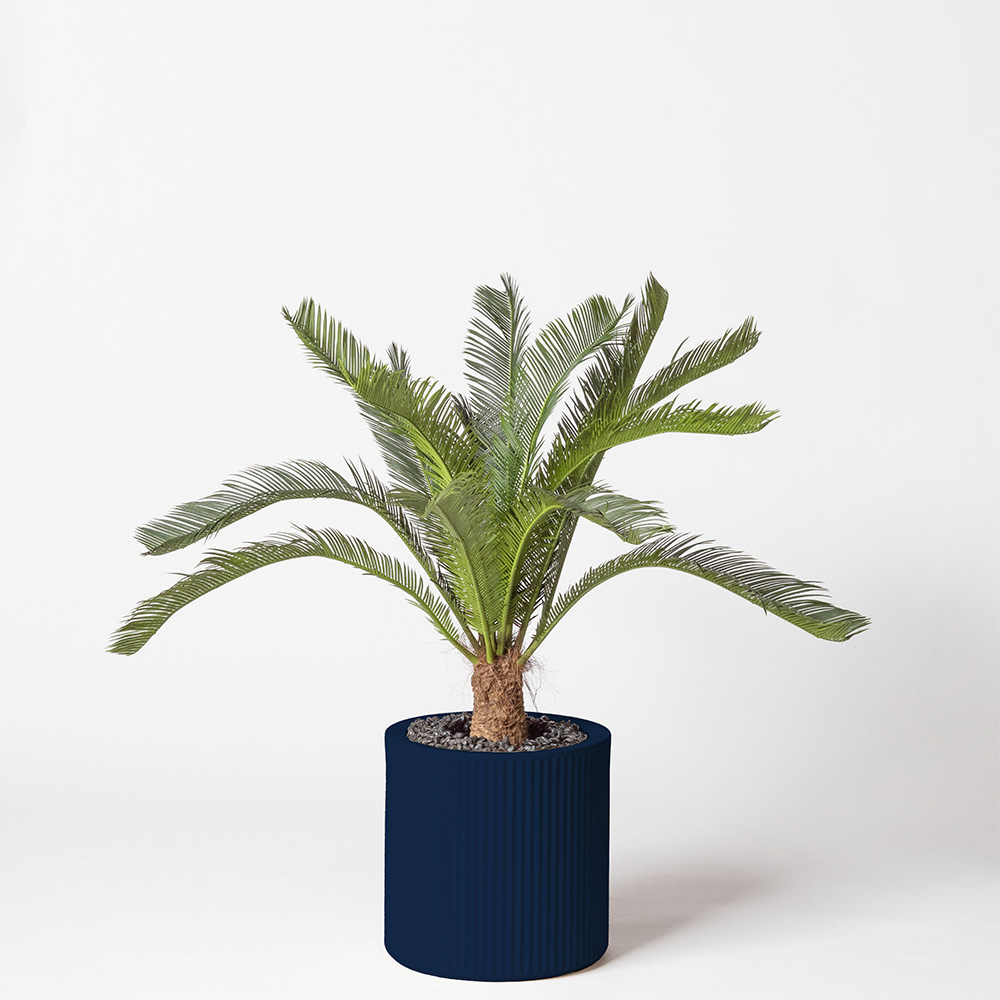 Cycas géant - Bleu