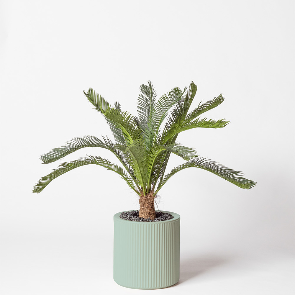 Cycas géant - Turquoise