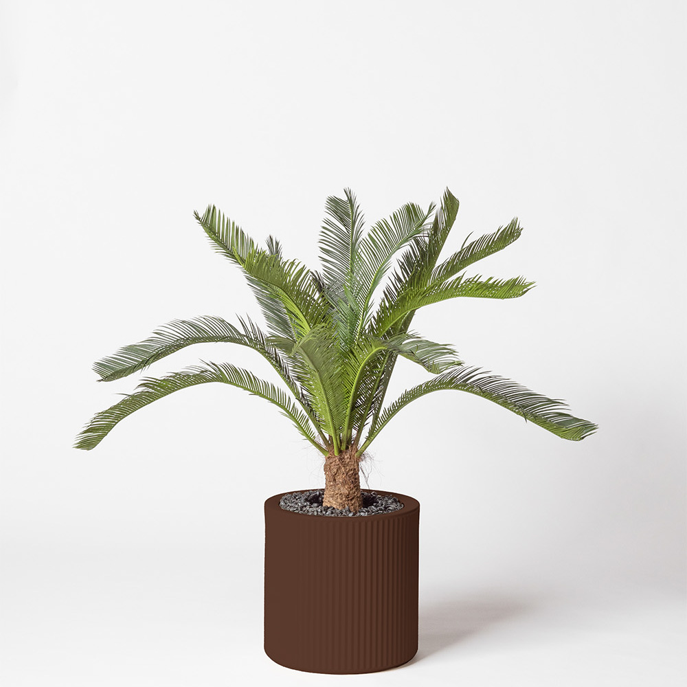 Cycas géant - Marron