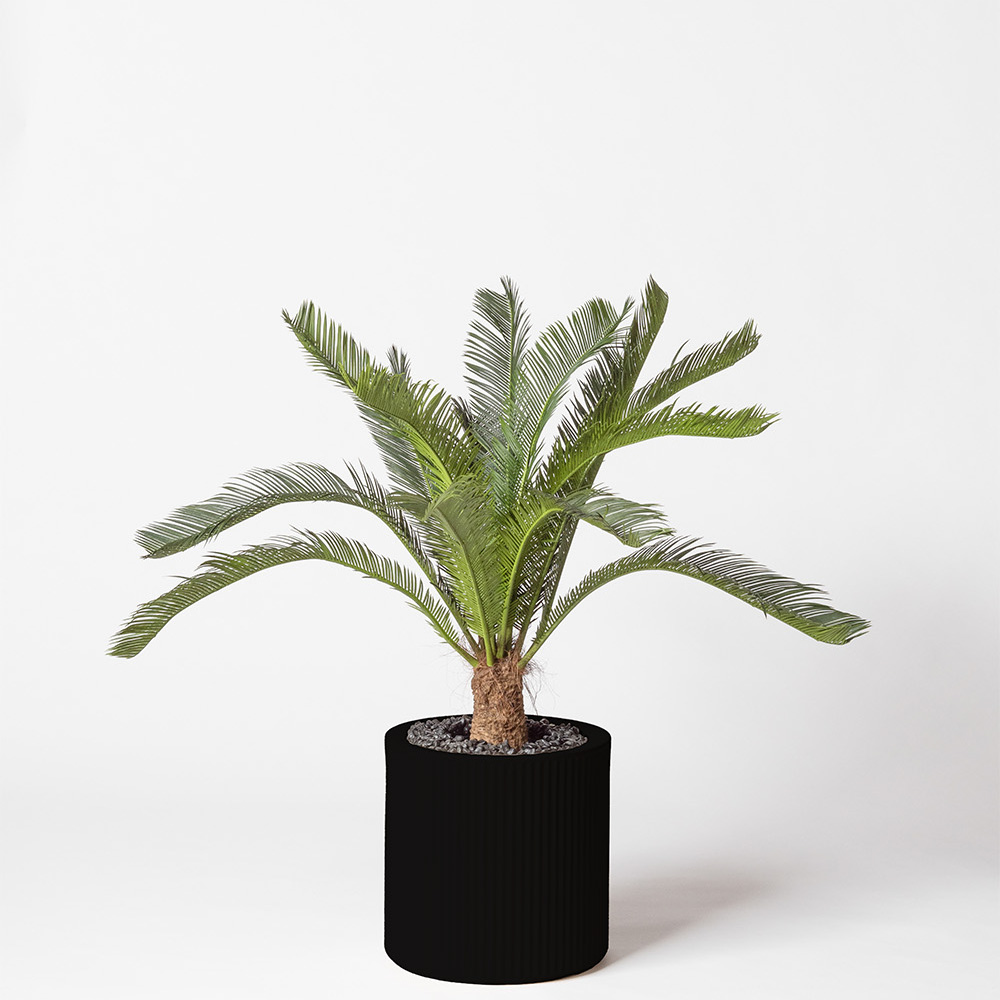 Cycas géant - Noir