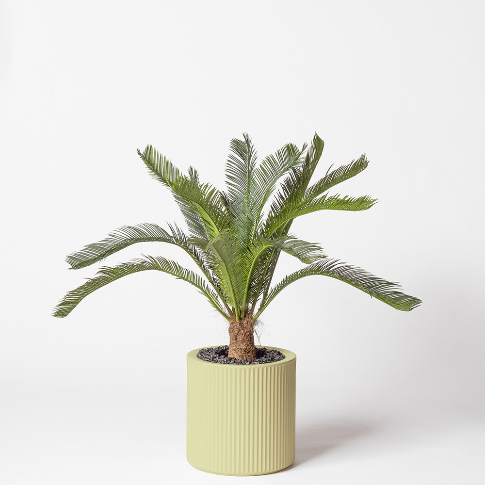 Cycas géant - Pistache