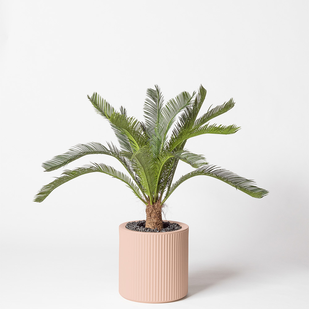 Cycas géant - Rose