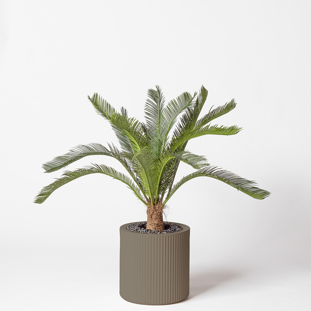 Cycas géant - Tortora