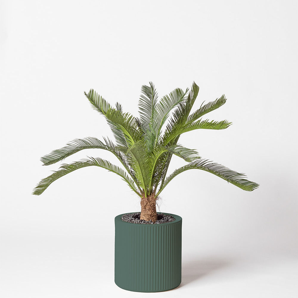 Cycas géant - Vert