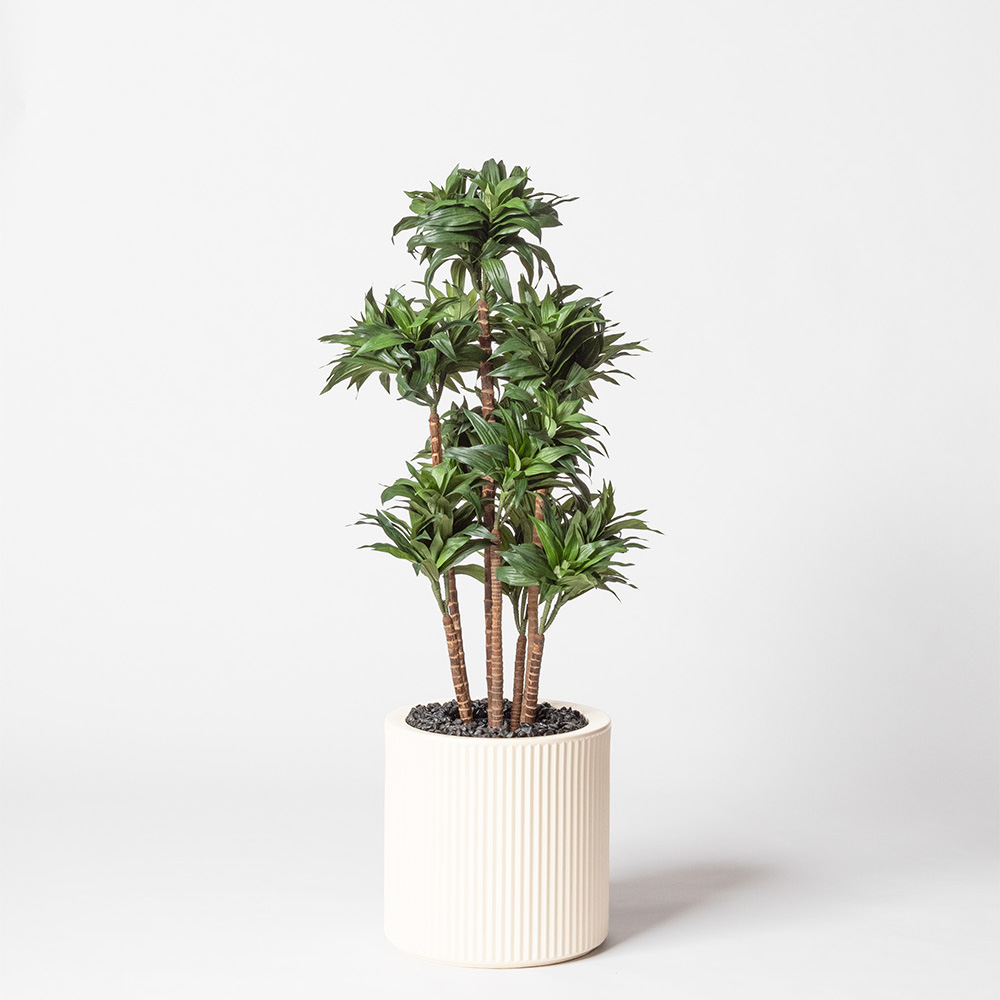 Dracaena fragrance - Blanc