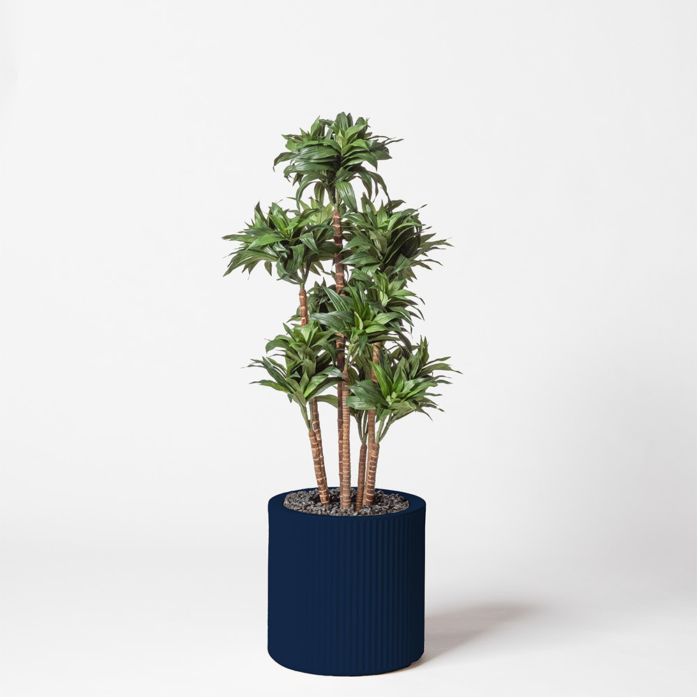 Dracaena fragrance - Bleu