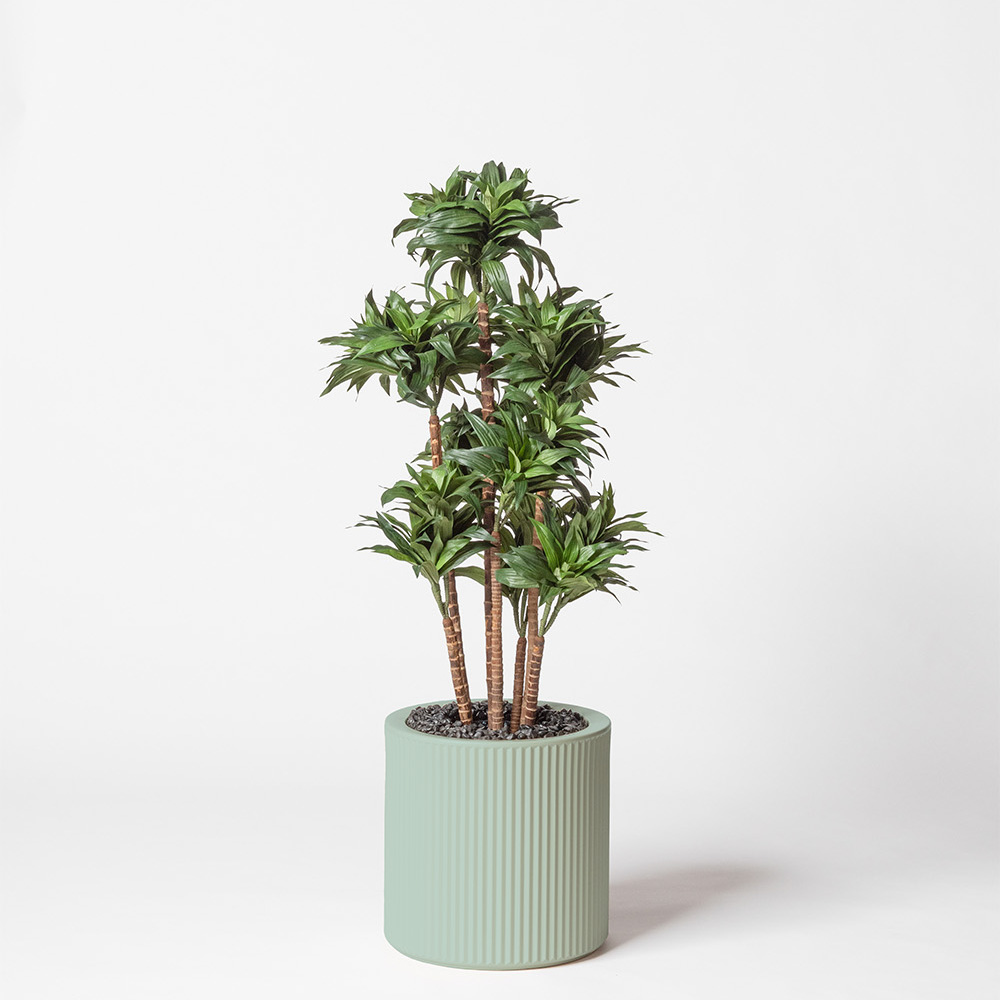 Dracaena fragrance - Turquoise