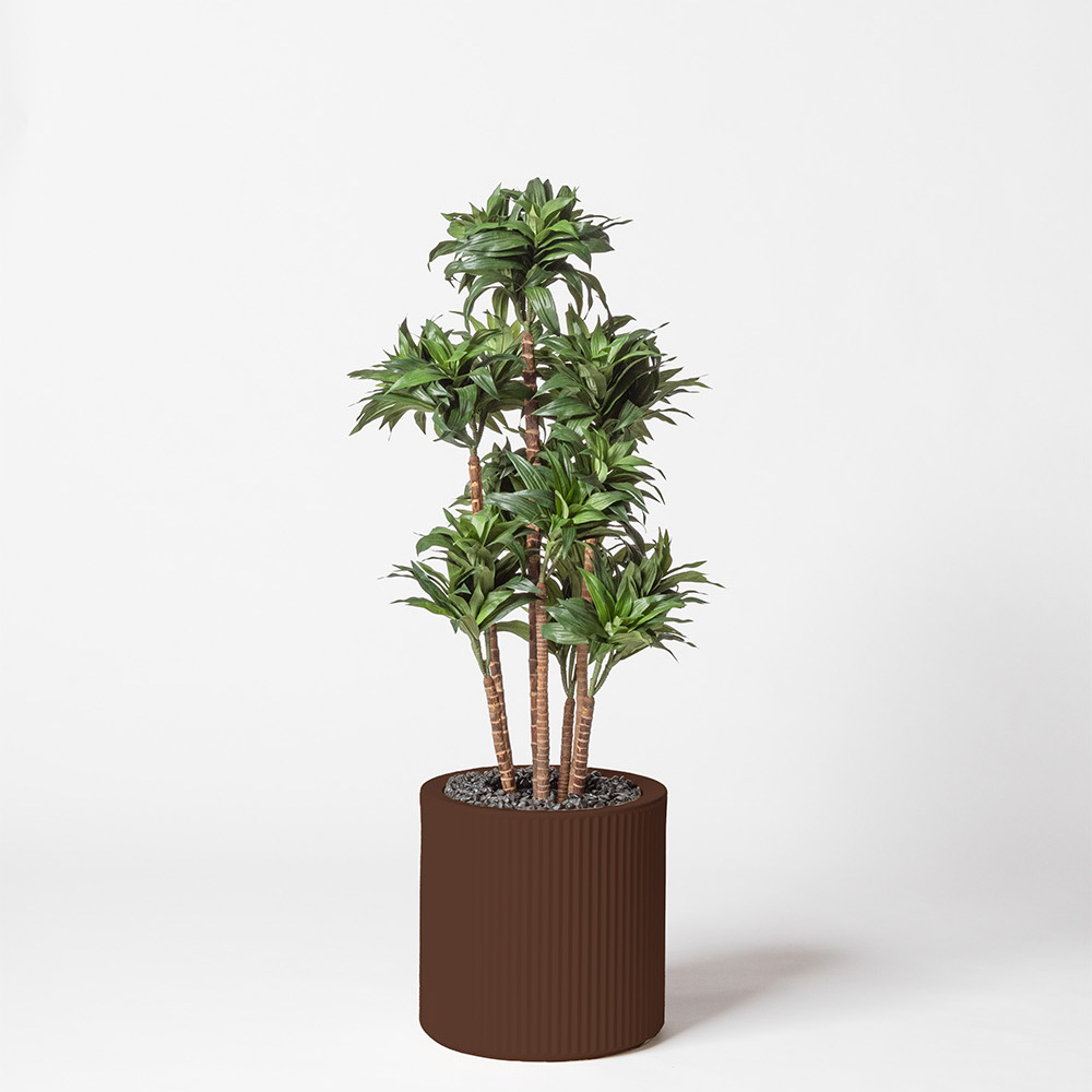 Dracaena fragrance - Marron
