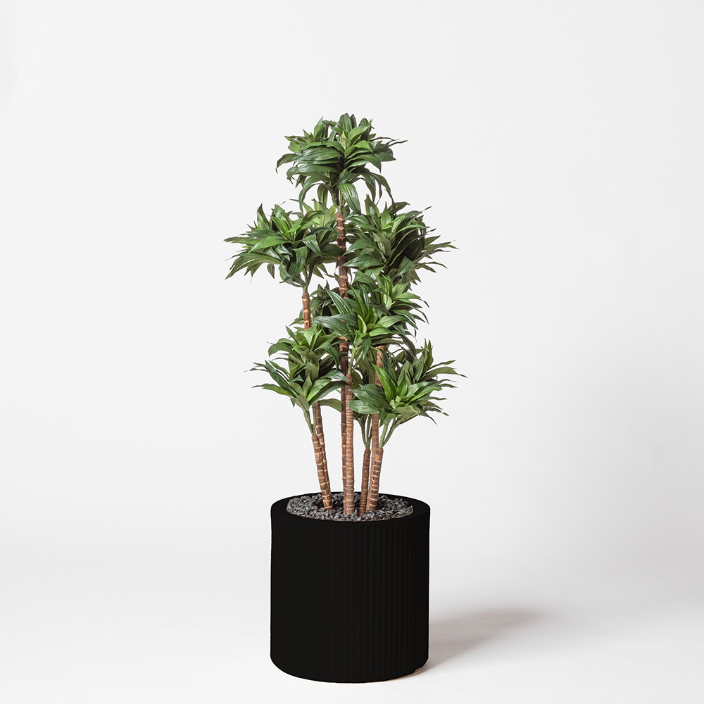 Dracaena fragrance - Noir