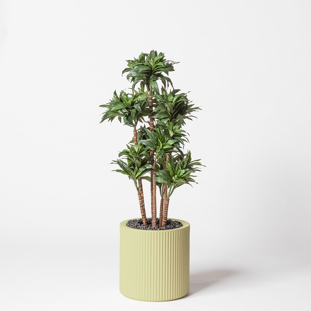 Dracaena fragrance - Pistache