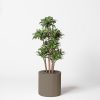 Dracaena fragance plante décorative artificielle