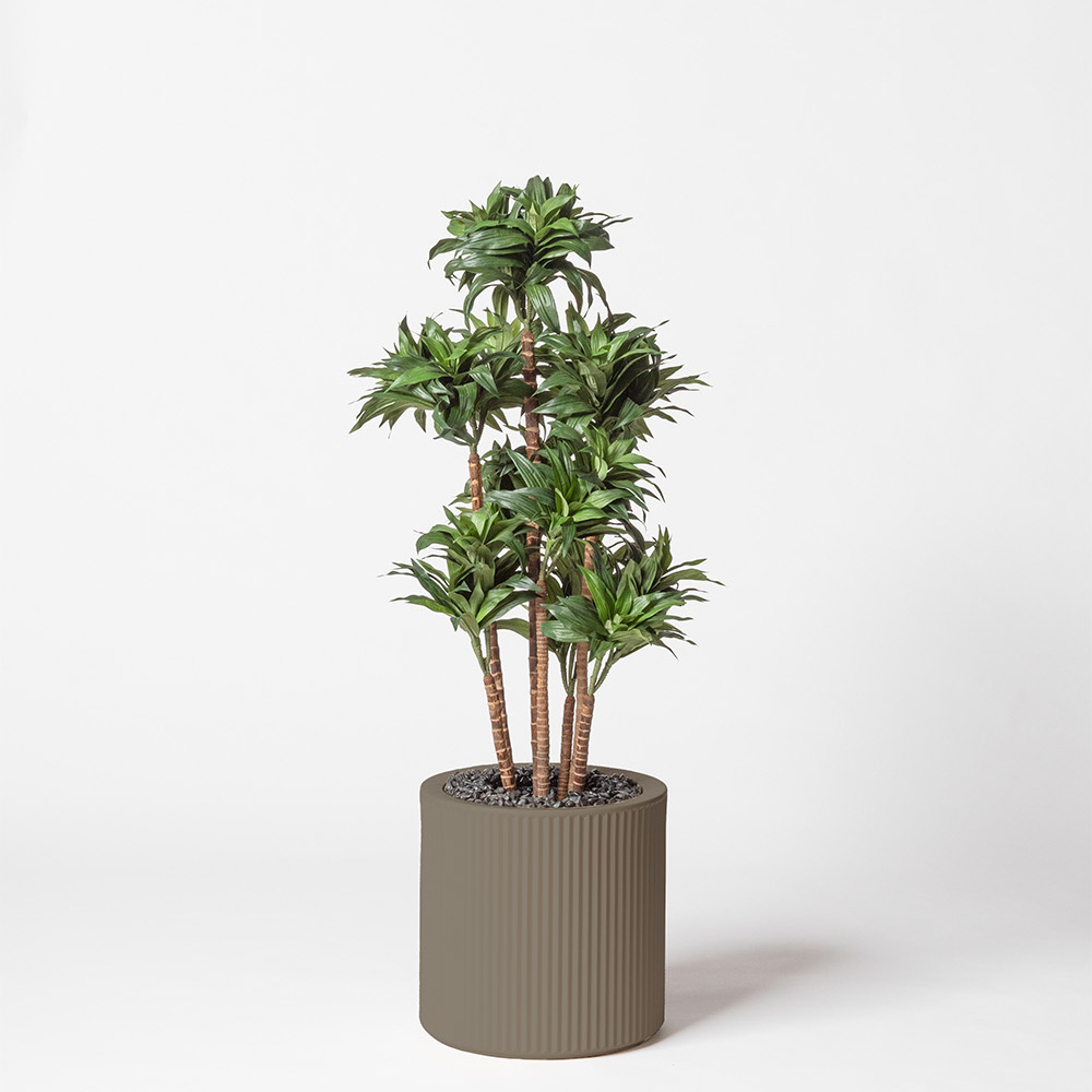 Dracaena fragrance - Tortora