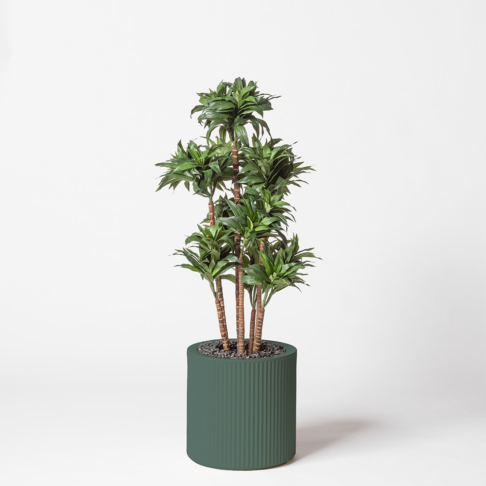 Dracaena fragrance - Vert