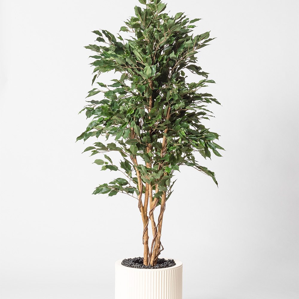 Ficus multitree - Blanc