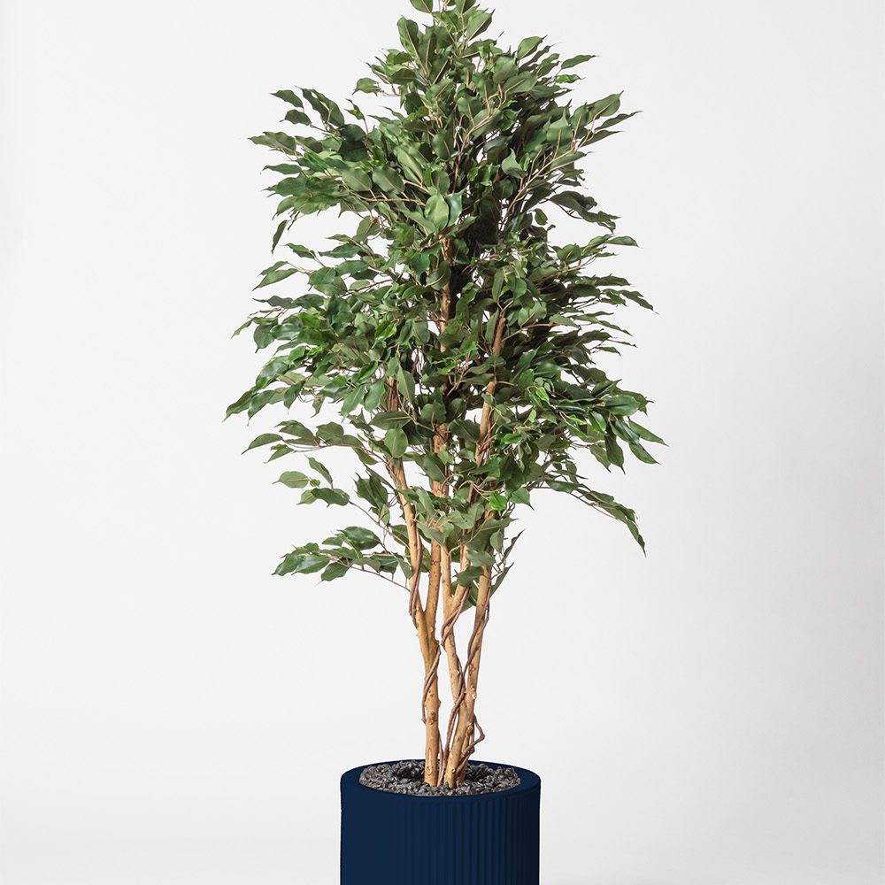 Ficus multitree - Bleu