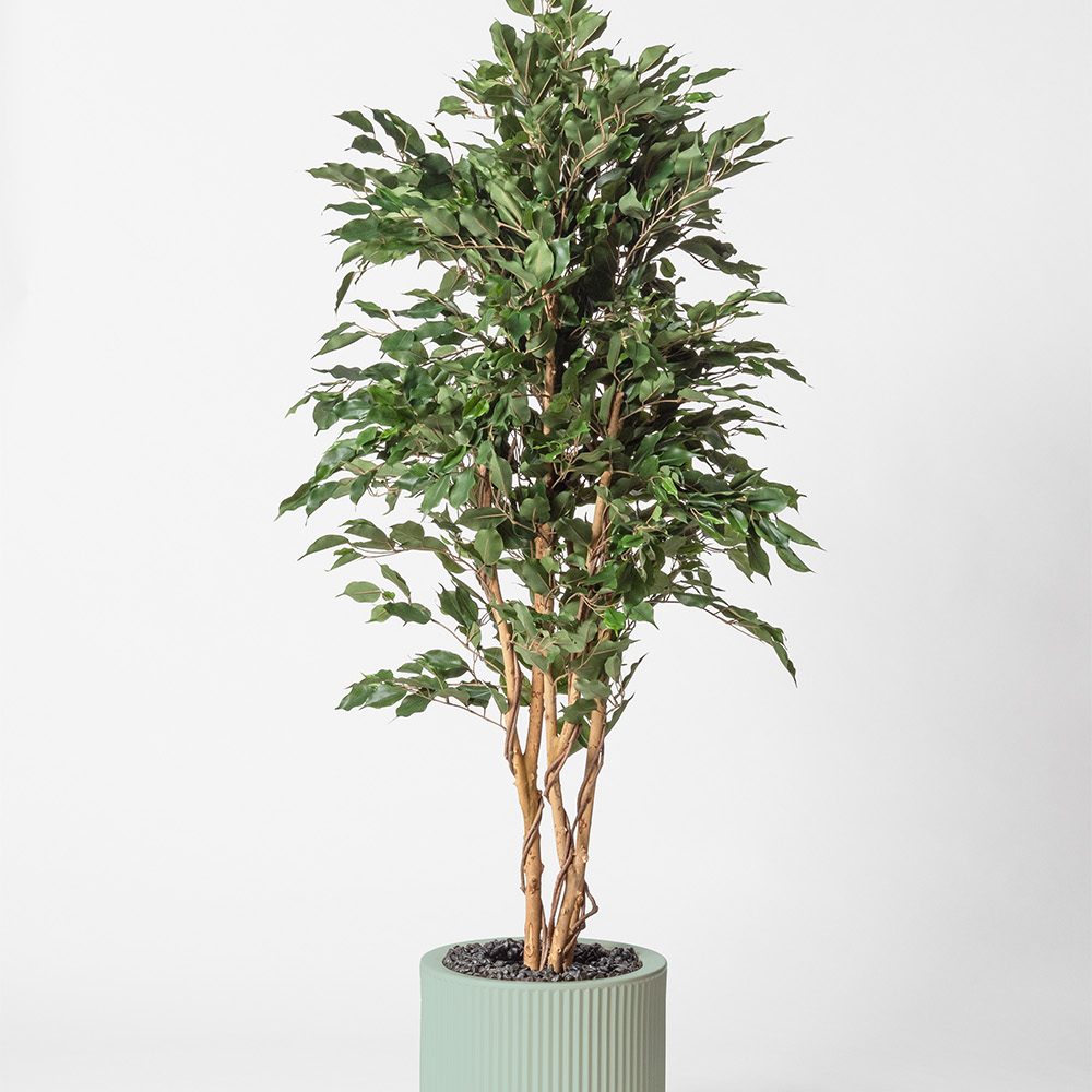 Ficus multitree - Turquoise