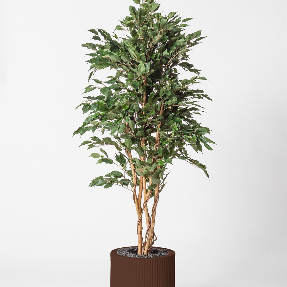 Ficus multitree - Marron