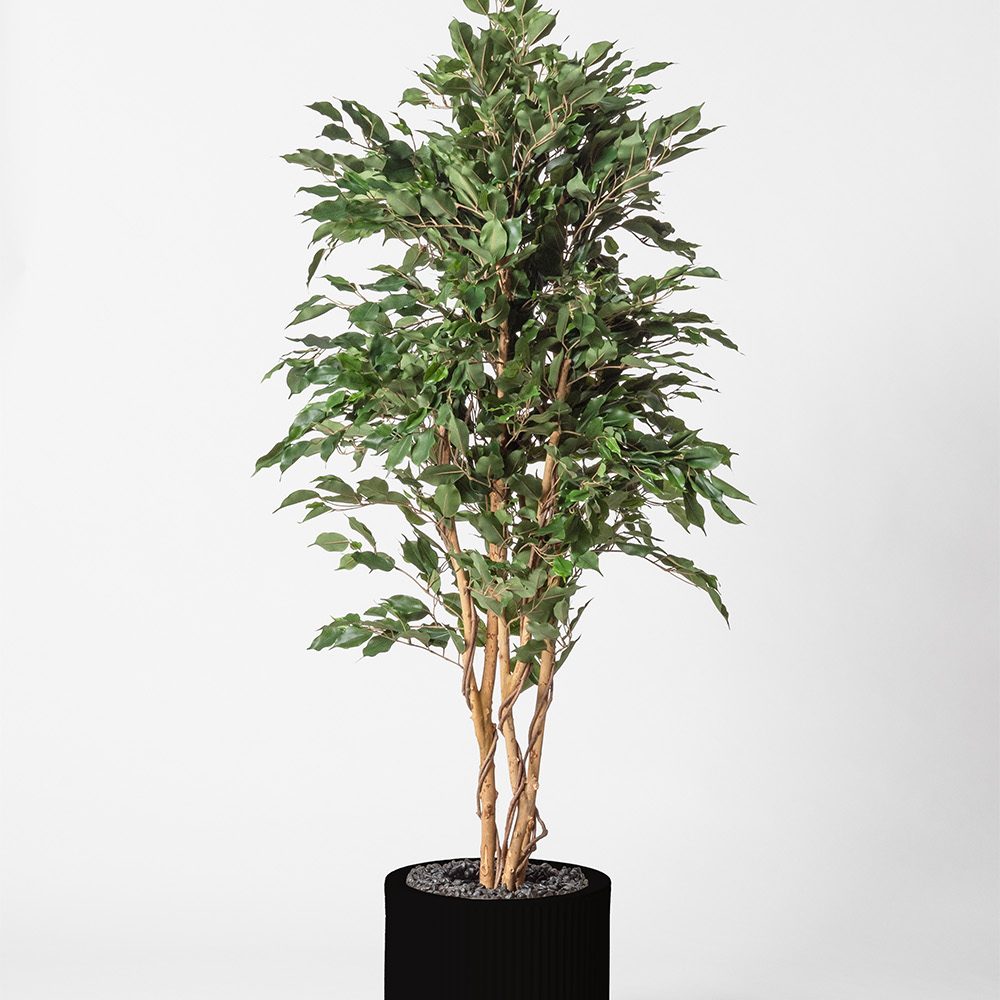 Ficus multitree - Noir