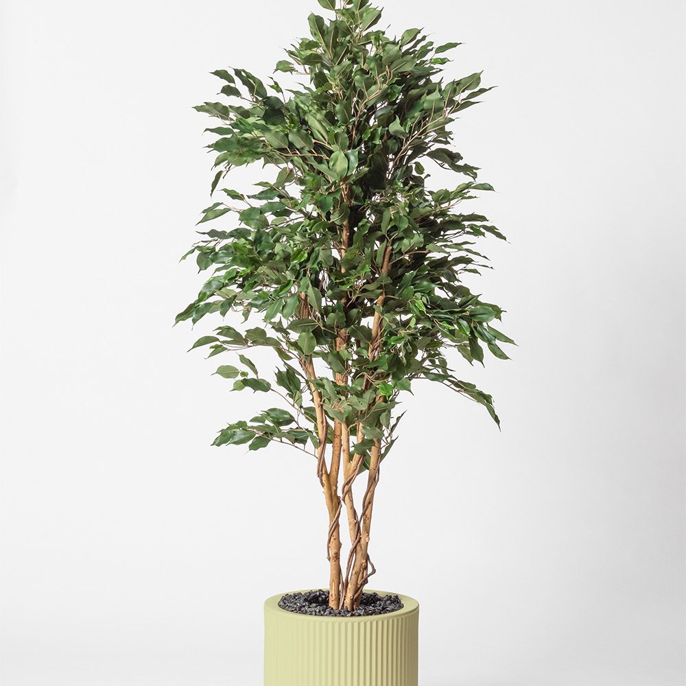 Ficus multitree - Pistache