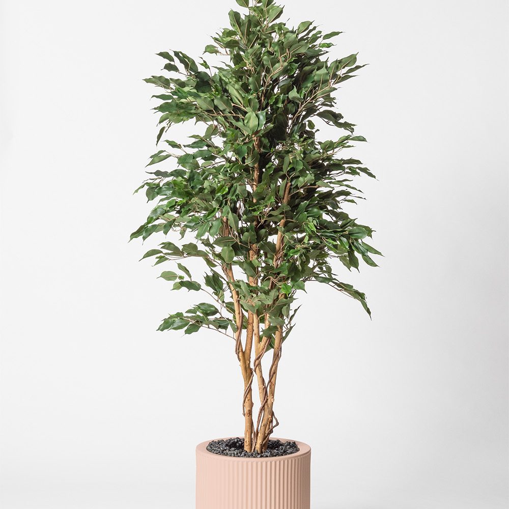Ficus multitree - Rose