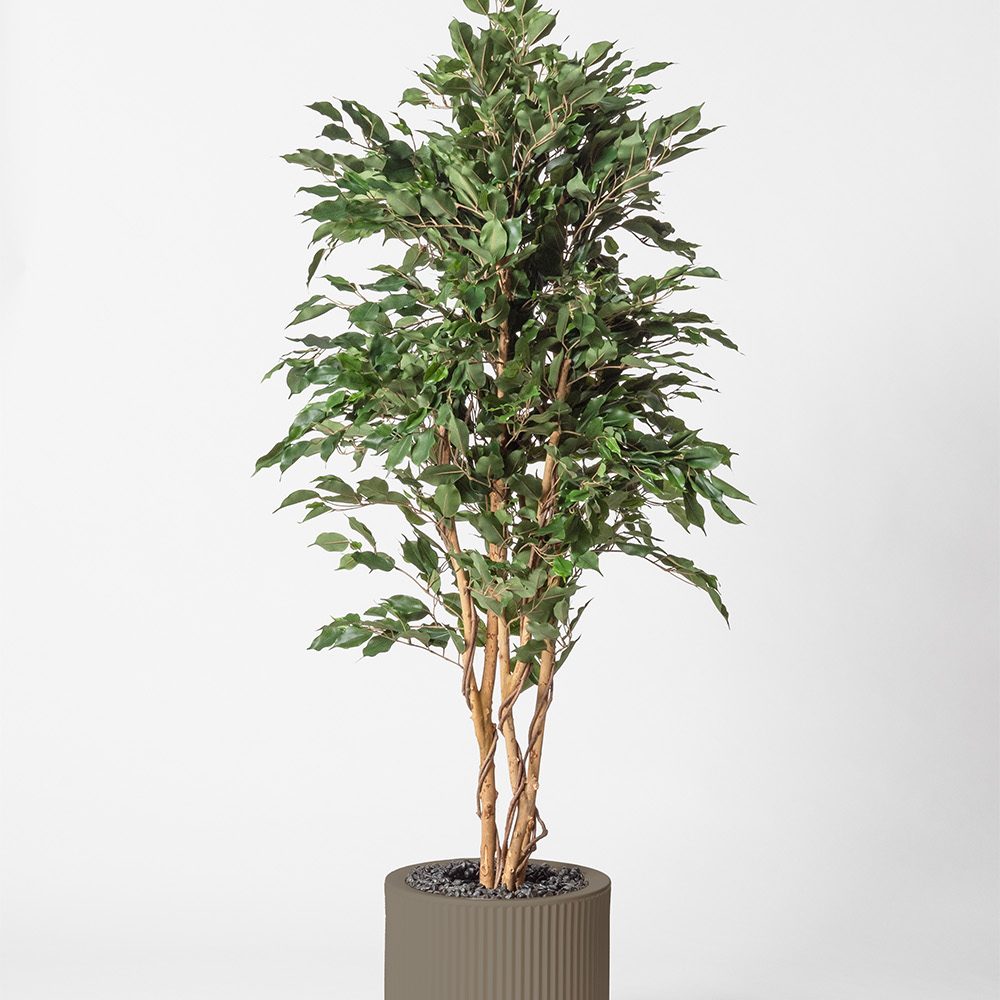 Ficus multitree - Tortora