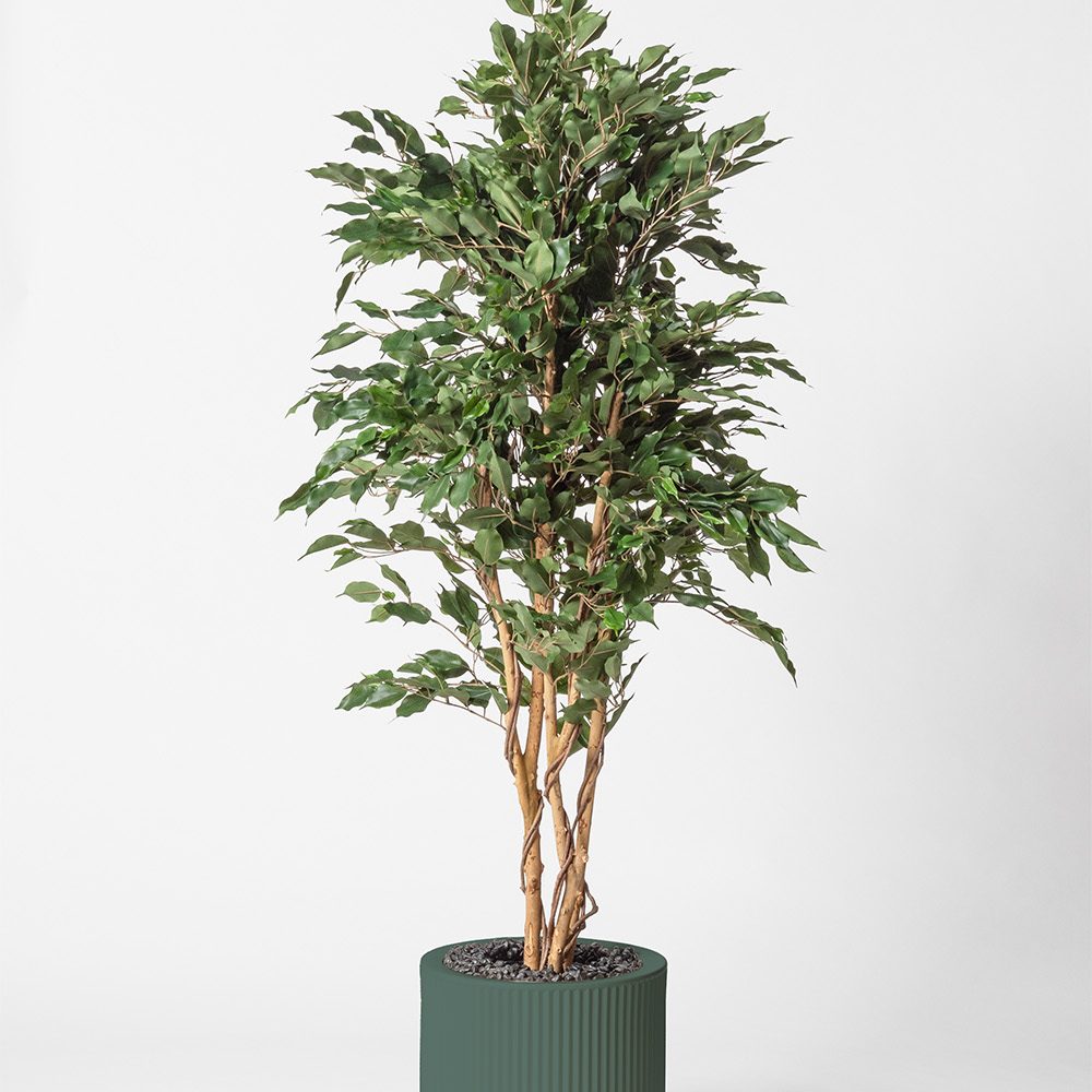 Ficus multitree - Vert