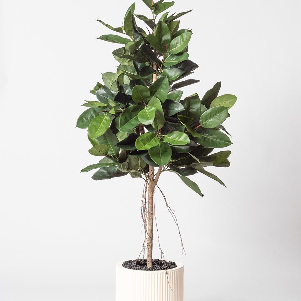 Lyrata royal - Blanc