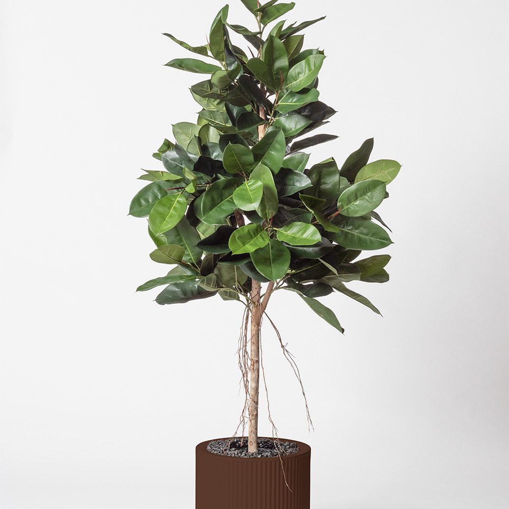 Lyrata royal - Marron
