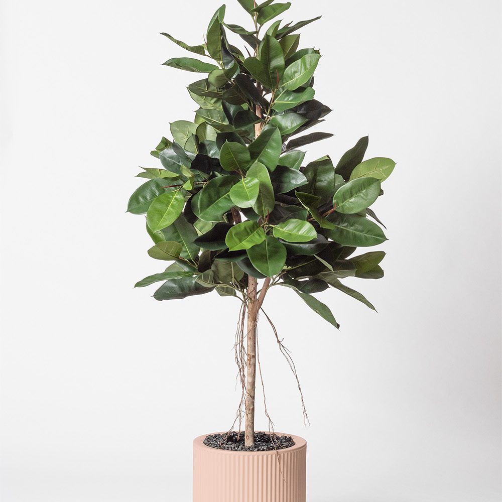Lyrata royal - Rose