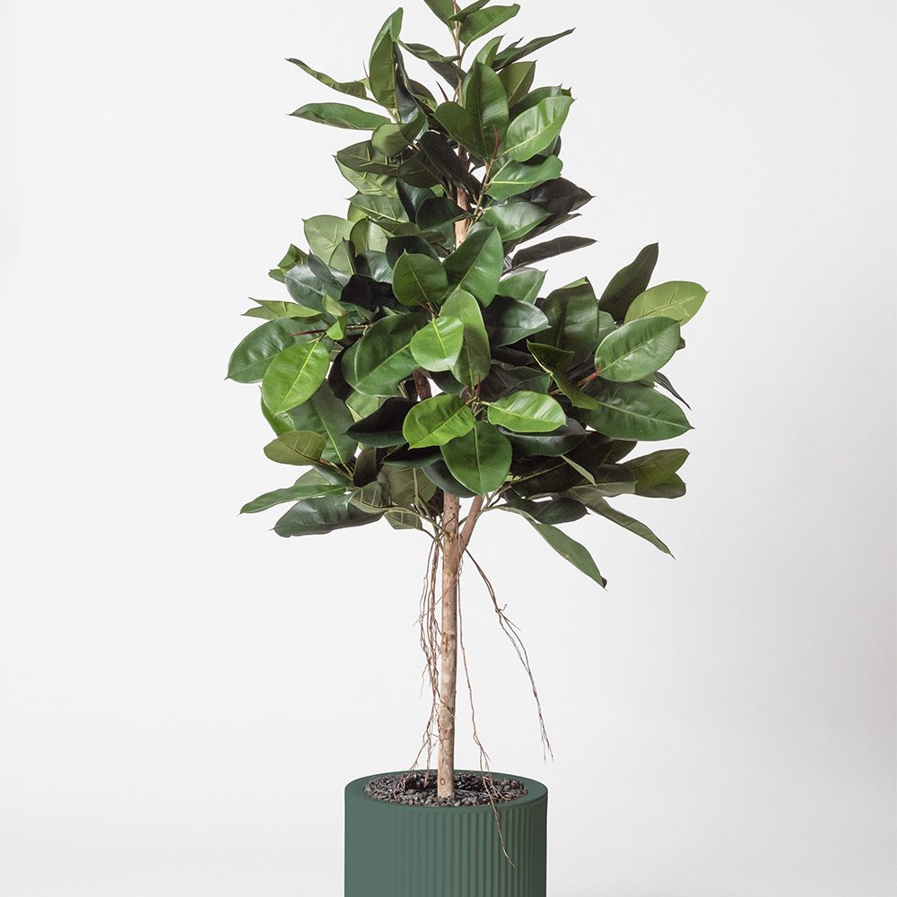 Lyrata royal - Vert